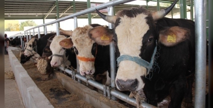 Muğla'da şap hastalığı paniği: 11 mahalle karantinaya alındı!