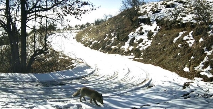 Nevşehir'de genç doğasever yaban hayatı fotokapanla görüntüledi