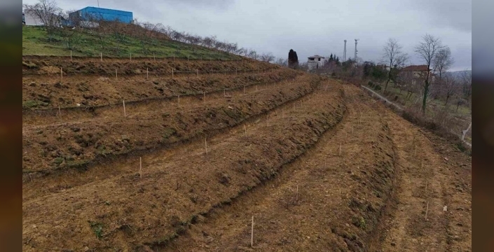 Ordu'da fındık verimini katlayacak devrim niteliğinde proje: Dekarda 350 kg hedefleniyor!