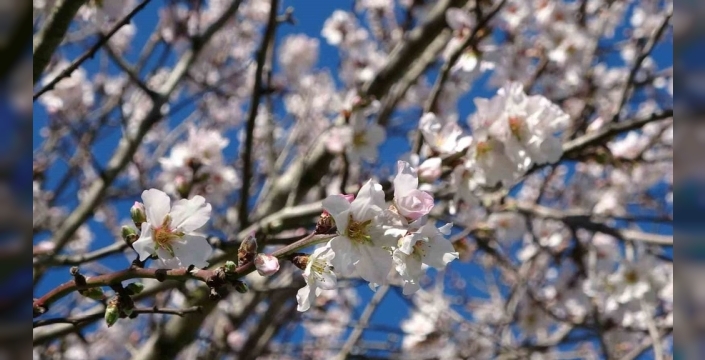 Ordu'da şaşırtan doğa olayı: Şubat ayında meyve ağaçları çiçek açtı, yalancı bahar paniği