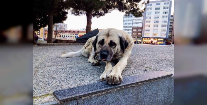 Samsun'da 60 bin cana kimlik: PETVET sistemiyle hayvanlar kayıt altına alınıyor