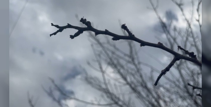 Şanlıurfa'da kar yağışı fıstık üreticilerini sevindirdi