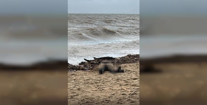 Sarımsaklı sahili, kimliği belirsiz bir kadının cansız bedeniyle sarsıldı