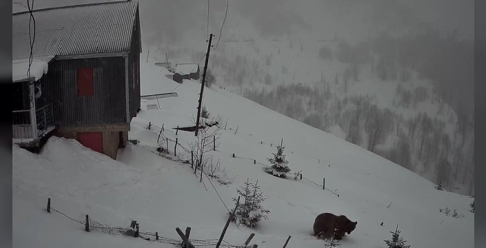 Sis Dağı'nda şaşkınlık yaratan görüntü: Dev bir ayı yayla evlerini mesken tuttu!