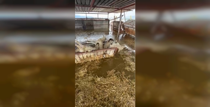 Söke'de sağanak yağış, hayvan damındaki koyunları telef etti