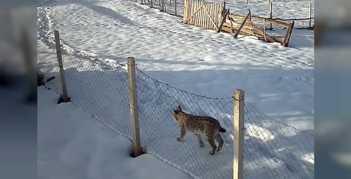 Tokat'ta bir köyde güvenlik kamerasına vaşak ve kurtlar yansıdı
