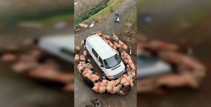 Trabzon'da koyunlar minibüsün etrafında dans eder gibi döndü