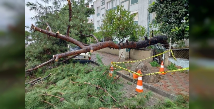 Ağaç devrildi, park halindeki araca zarar verdi