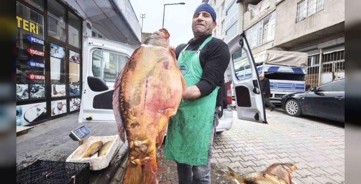 Ahlat'ta dev sazan balıklarına yoğun ilgi