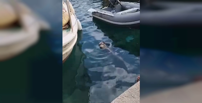 Akyarlar'da yavru Akdeniz foku, tatilcilerin ilgisini çekti