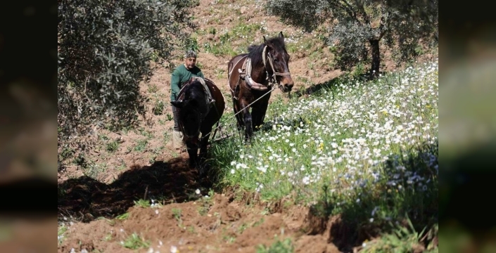 Aydın dağlarında karasabanla çift sürme geleneği sürüyor: Zorlu şartlara rağmen yüksek kazanç