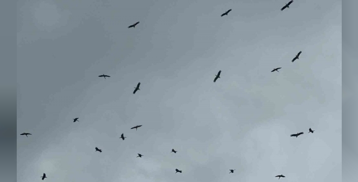 Bursa'da leylek sürüsü, bolluğun habercisi olarak semalarda görüldü