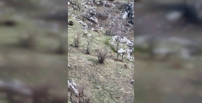 Diyarbakır'da dağ keçileri sürüsü heyecan yarattı