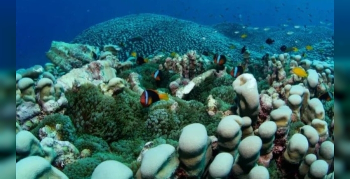 Dünyanın en büyük deniz kolonisi Queensland açıklarında keşfedildi