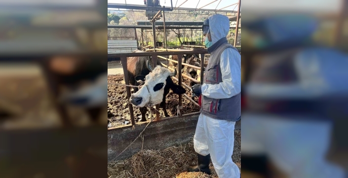 Efeler'de 15 bin hayvana şap aşısı uygulandı