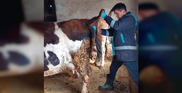 Hisarcık'ta şap hastalığı için büyükbaş hayvanlardan kan örnekleri alındı