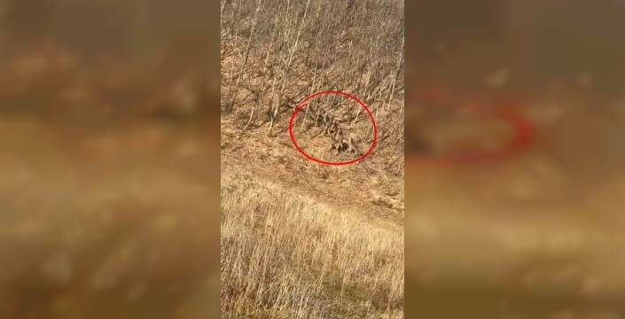 İnegöl'de yol kenarında beliren geyik sürüsü, sürücülere nefes kesen anlar yaşattı