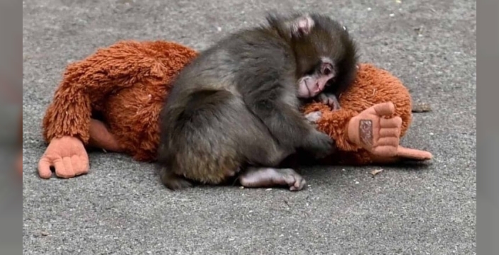 Kripto dünyasında maymun şoku: 8 bin dolardan 3 milyon dolara uzanan yolculuk