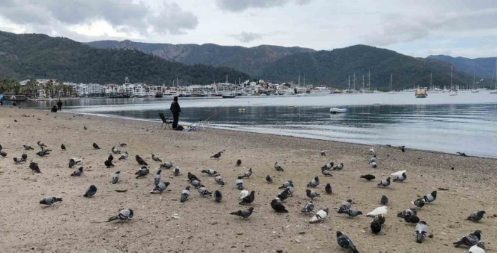 Marmaris'te güvercinler kışın sahilde huzur arıyor