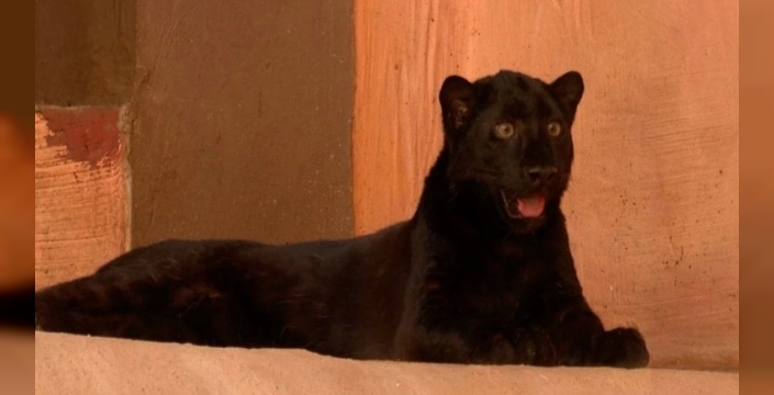 Nadir siyah Amur leoparı yavrusu koruma altına alındı