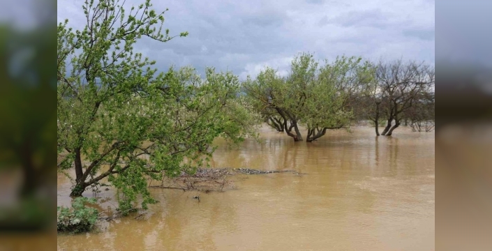 Sağanak yağış, Menderes Nehri'ni taşırdı, tarım arazileri sular altında kaldı