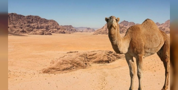 Sahra Çölü'nde 10 bin yıllık insan kalıntıları keşfedildi