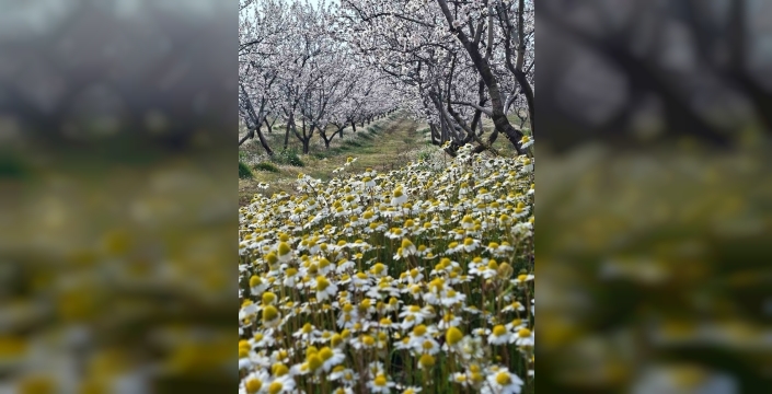 Sarıgöl'de badem çiçekleri tablo gibi manzara yarattı