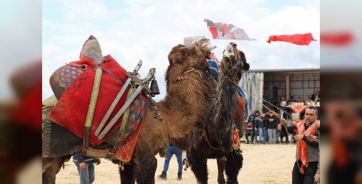 Saruhanlı deve güreşleri festivali binlerce kişiyi coşturdu