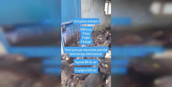 ŞOK EDEN İŞ İLANI: 5 AY İÇİN 590 BİN TL MAAŞLA ÇOBAN ARANIYOR!
