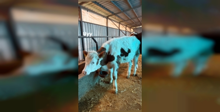 Şok karar! Ünlü oyuncu Aslıhan Gürbüz, setleri bırakıp organik hayata döndü!