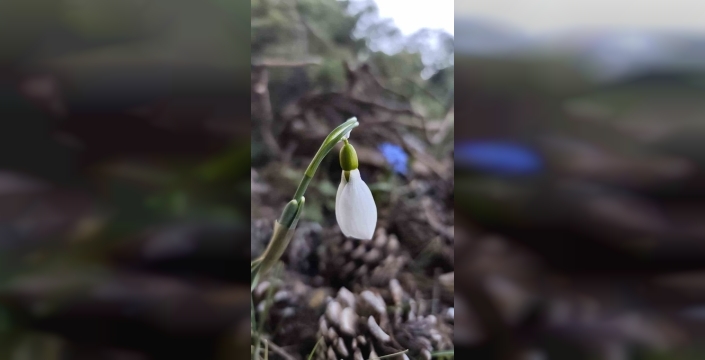 Spil Dağı'nda şaşırtan manzara: Kardelenler ikinci kez açtı, iklim değişimi endişesi!