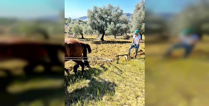 Zeytinlikte traktör yok, atlarla üretim devam ediyor