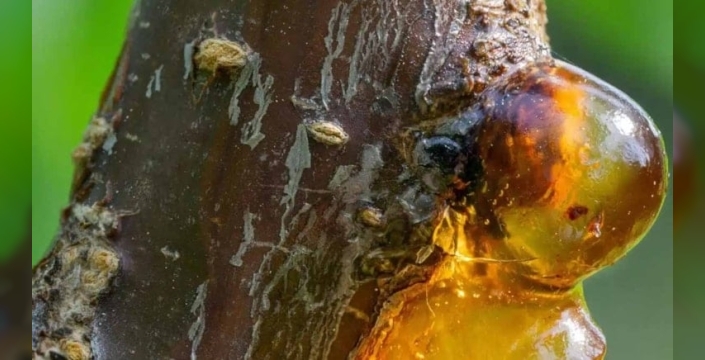 35 milyon yıllık kehribarda kasklı örümcek keşfi: Tarih yeniden yazılıyor