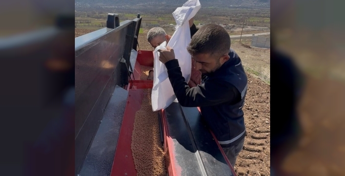 Akıncılar Belediyesi, nohut tohumlarını toprakla buluşturdu