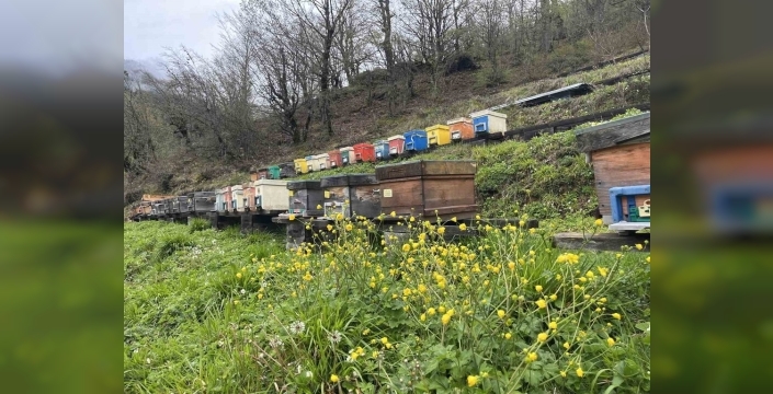 Artvin, apiturizm ile arıcılıkta yeni bir döneme giriyor