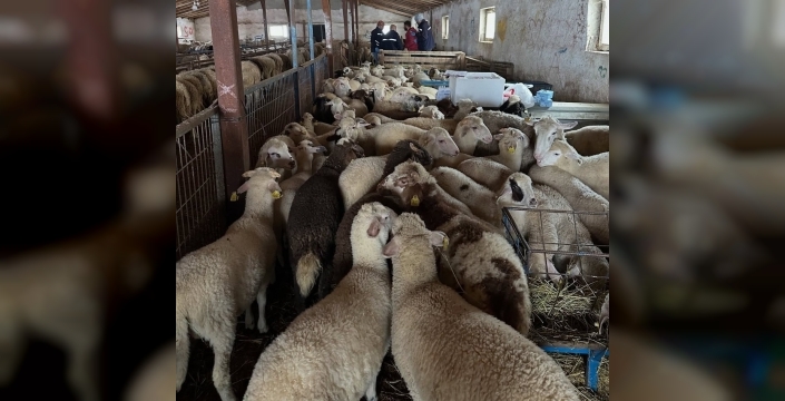 Aydıntepe'de şap hastalığına karşı NSP ve bağışıklık takibi başladı