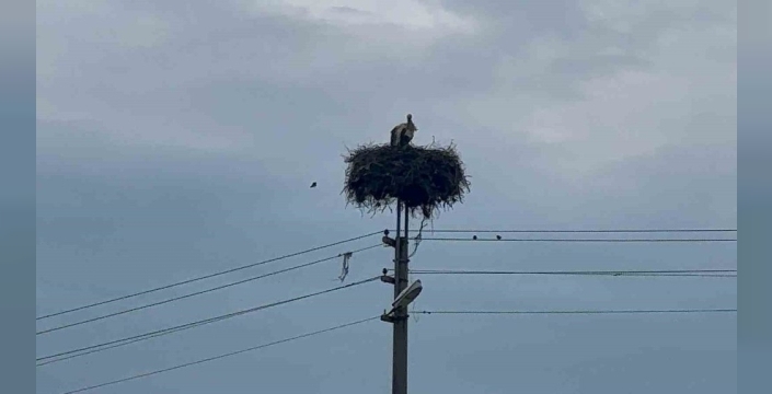 Baharın habercisi leylekler Bozdoğan'a geri döndü
