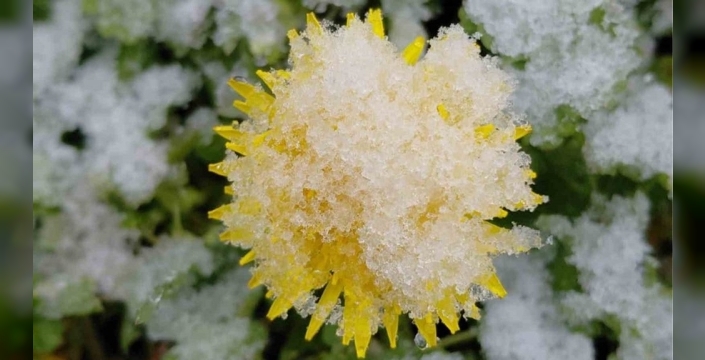 Baharın müjdecisi çiçekler, Mudurnu'da beyaza büründü