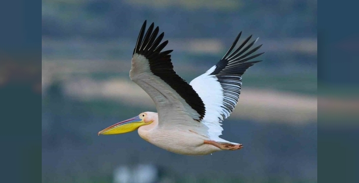 Bursa'da göç yolundaki pelikanlar mola verdi