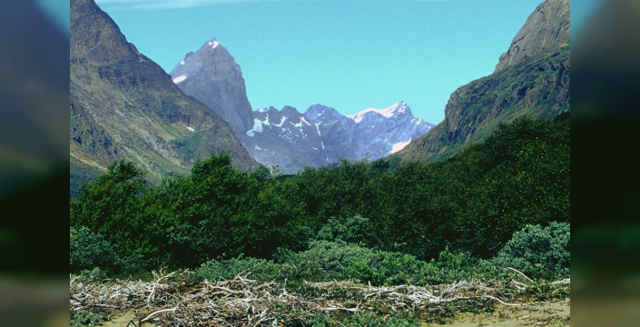 Grönland'ın buzlarla kaplı coğrafyasında şaşırtan gizli orman: Yeşil dünya görenleri büyülüyor