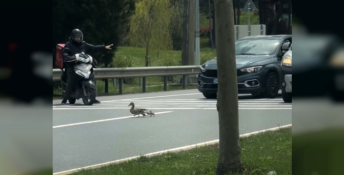 İstanbul'da duyarlı sürücüden ördek ailesine insani geçit!