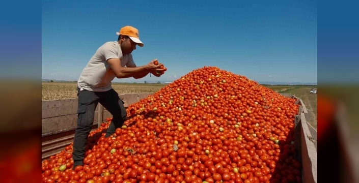 Karacabey'de salçalık domates ekiminde serbest üretim artacak