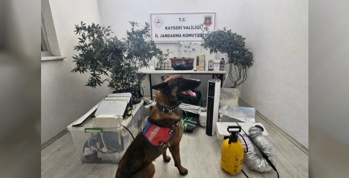 Kayseri'de yasadışı kenevir ekimi yapan şahıs yakalandı