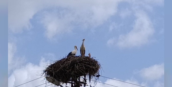 Leylekler, Adana'da baharın gelişini müjdeledi