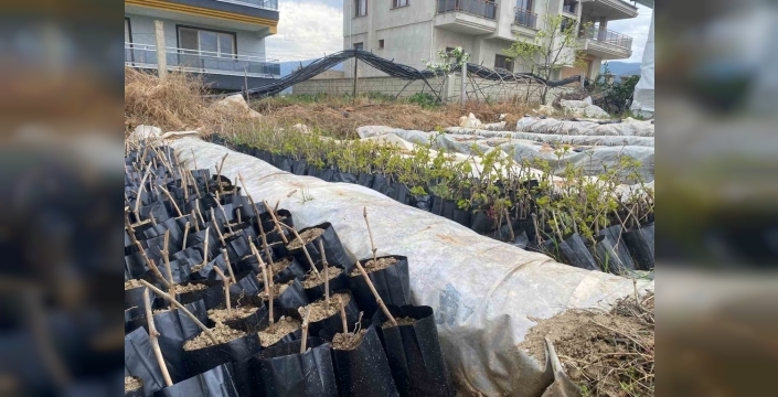 Lise öğrencileri, yok olan Emcelli biberini yeniden hayata döndürüyor