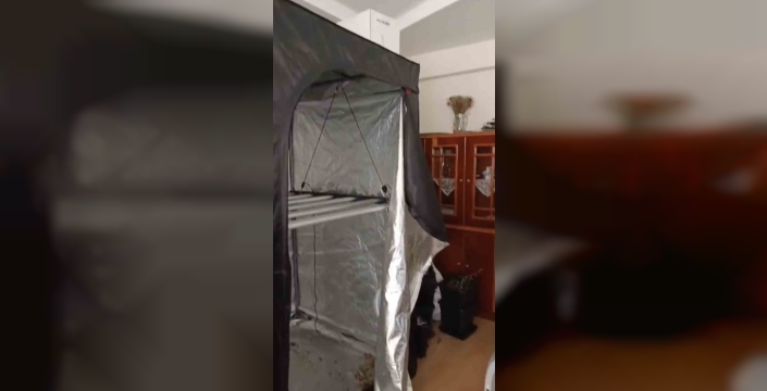 Samsun'da jandarmadan evde kenevir operasyonu: 570 gram esrar ele geçirildi