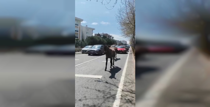 Tekirdağ sokakları atlarla doldu, sürücüler şaşkın!