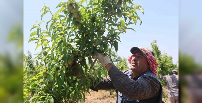 Amik Ovası'nda tarım işçileri, sıcak havada 1100 TL yevmiye ile çalışıyor