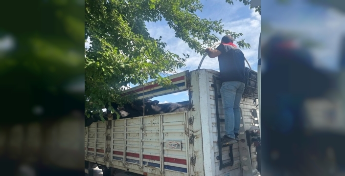 Aydın'da kurbanlık hayvan nakil kontrolleri titizlikle yapıldı