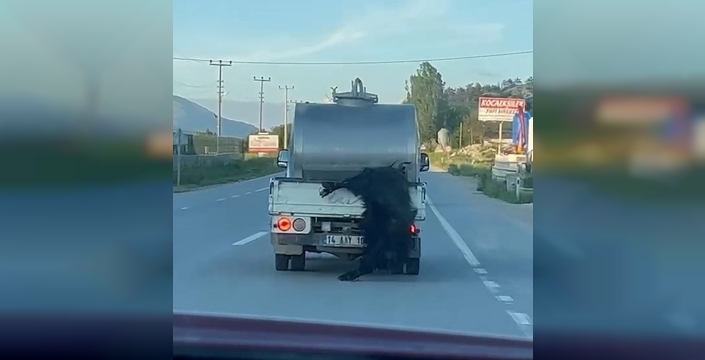 Bolu'da vicdanları yaralayan olay: Sürücüye 31 bin lira ceza verildi